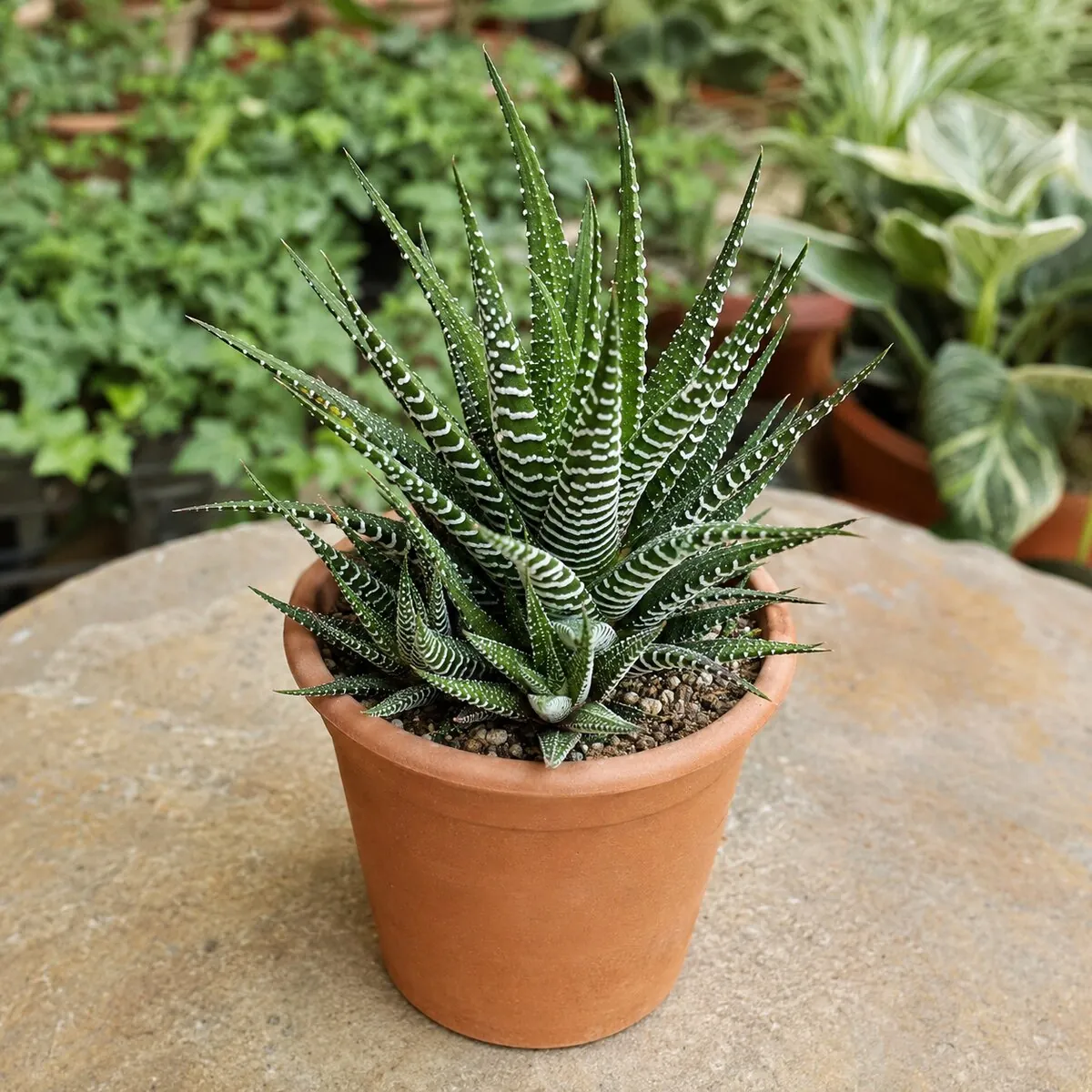 Haworthia Zebra healthy nursery plant