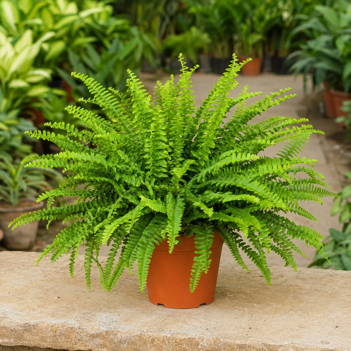 Boston Fern healthy nursery plant photographed at a professional Lahore nursery