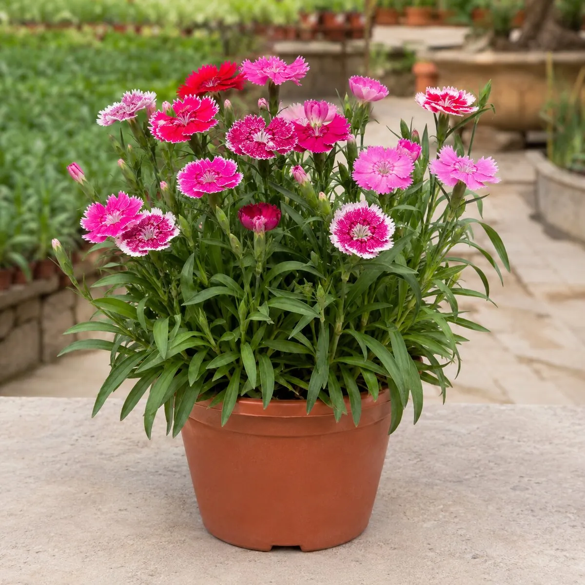 Dianthus photographed at a professional Lahore nursery