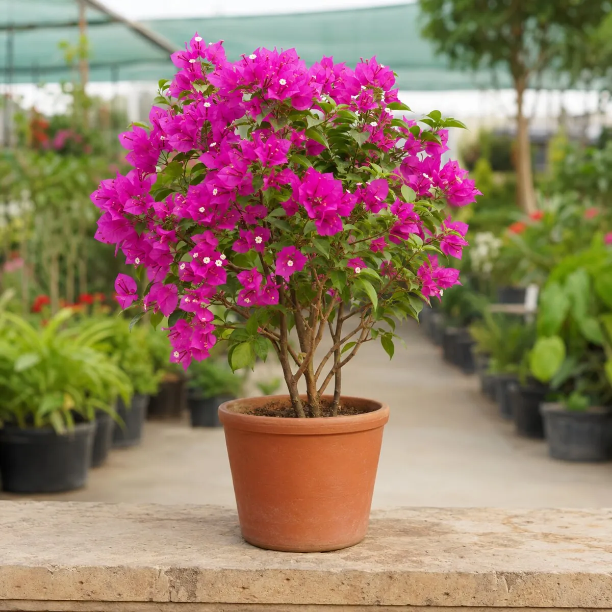 Bougainvillea healthy nursery plant photographed at a professional Lahore nursery