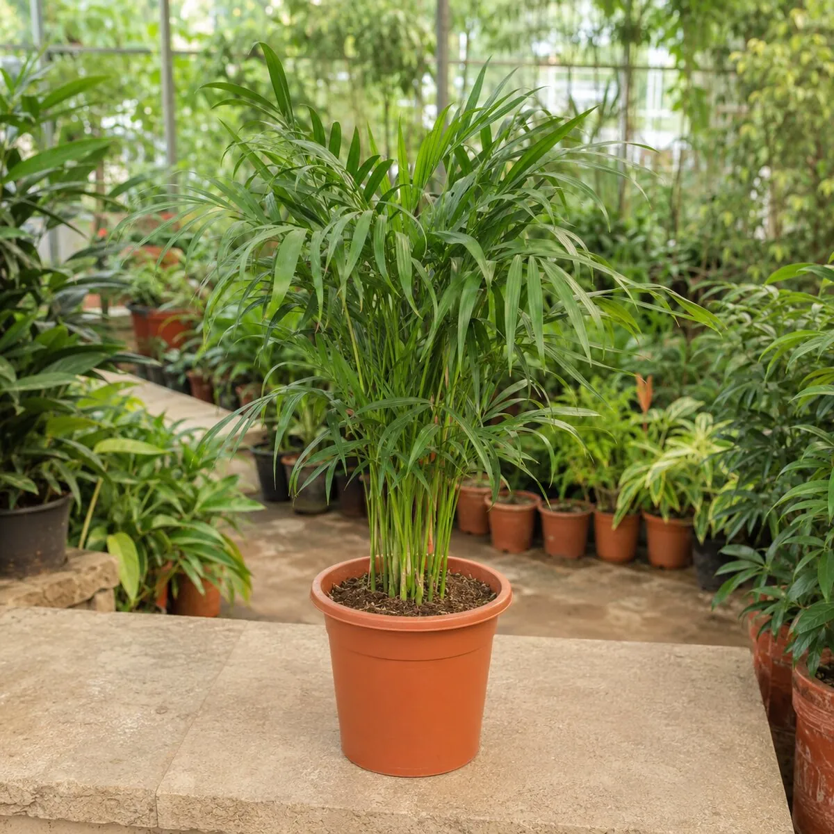 Lady Palm photographed at a professional Lahore nursery