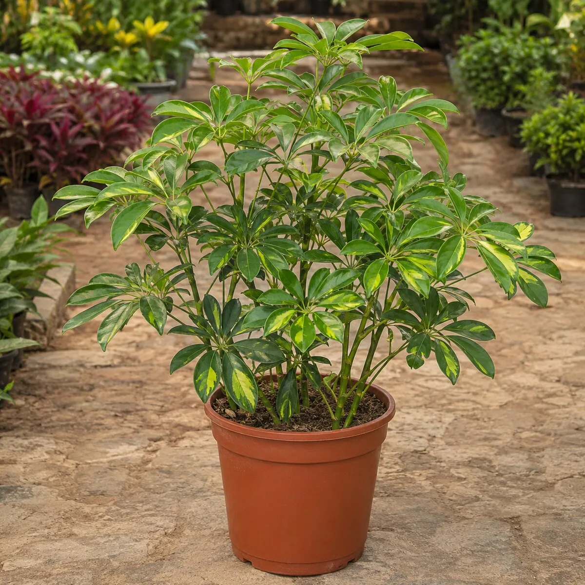 Umbrella Plant photographed at a professional Lahore nursery