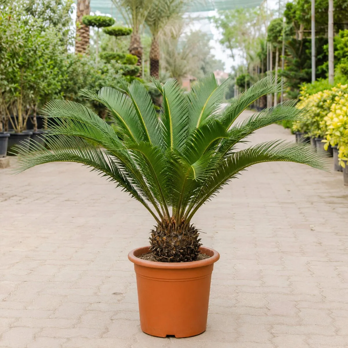 Sago Palm healthy nursery plant