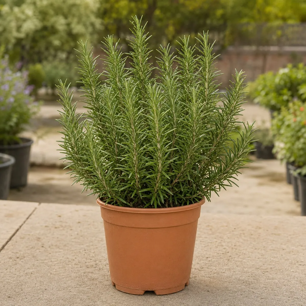 Visual identity of Rosemary