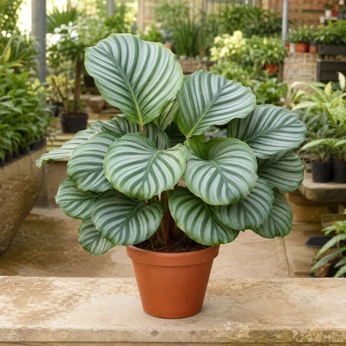 Calathea Orbifolia healthy nursery plant photographed at a professional Lahore nursery