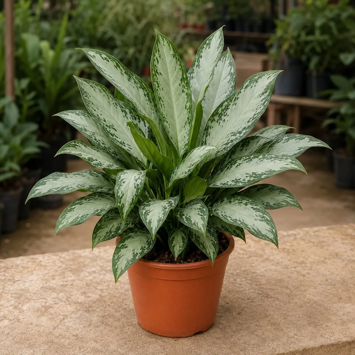 Chinese Evergreen (Aglaonema) healthy nursery plant photographed at a professional Lahore nursery