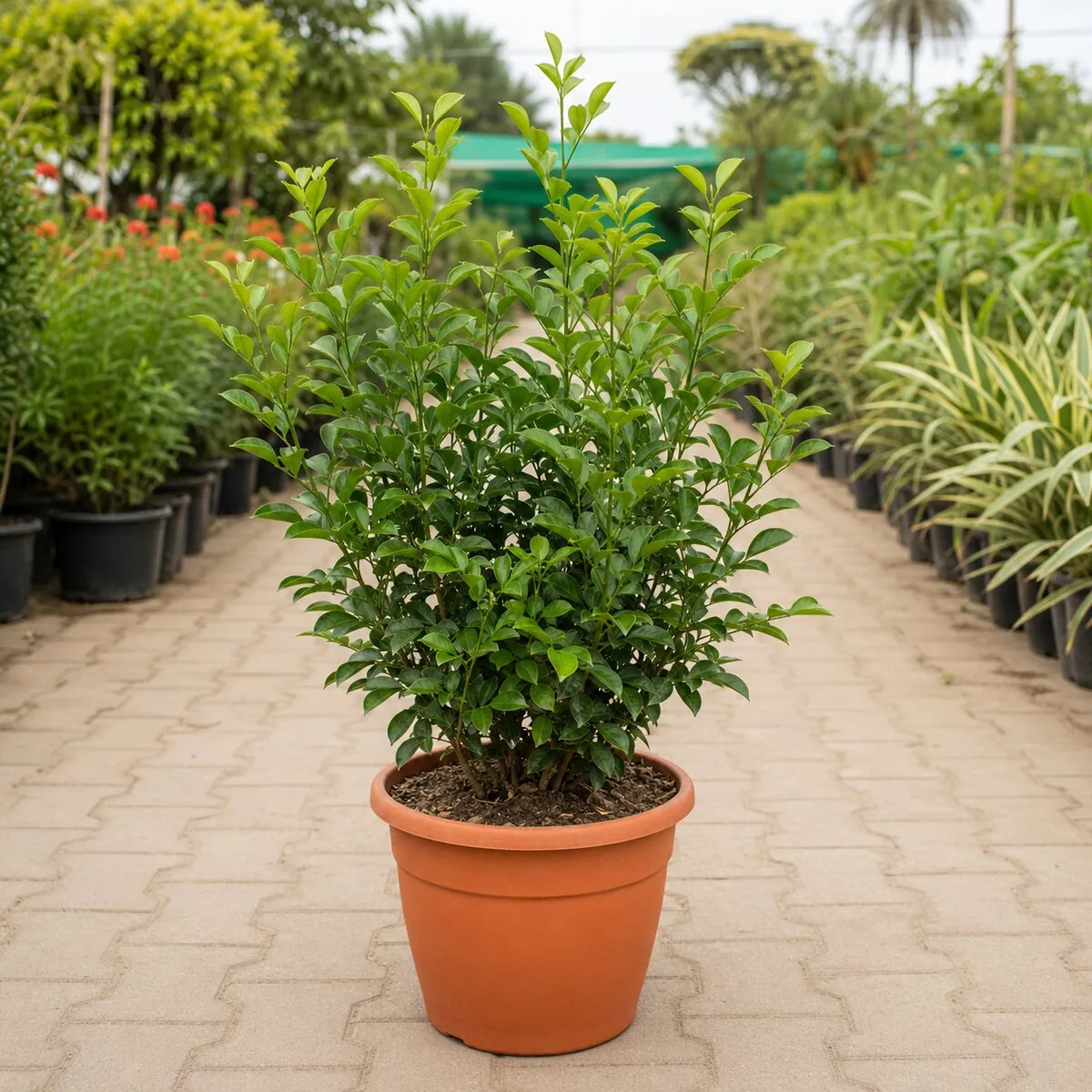 Murraya Hedge Plant healthy nursery plant