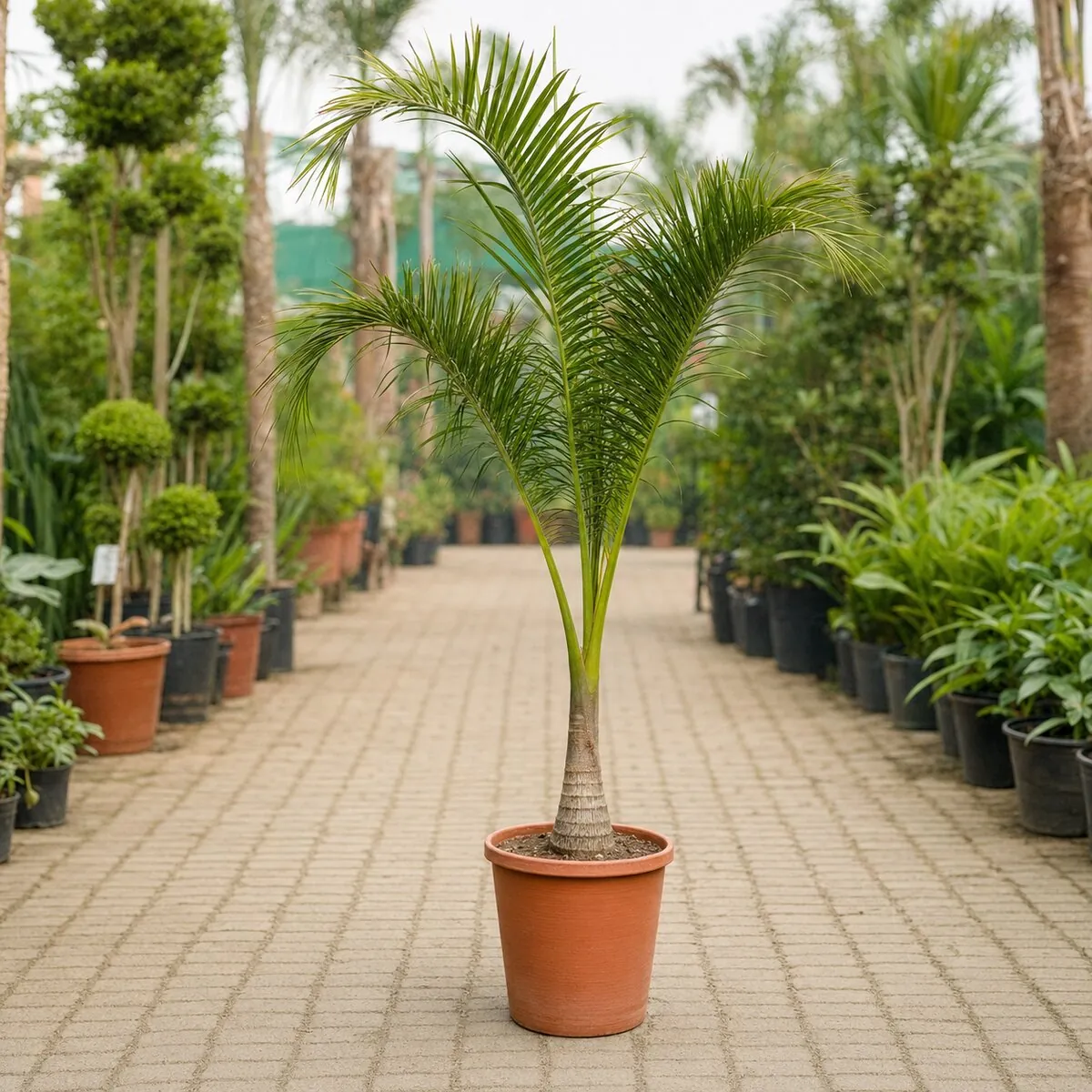 Foxtail Palm photographed at a professional Lahore nursery