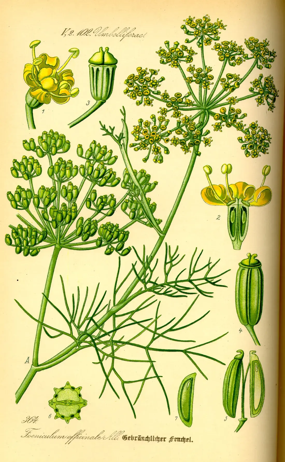 Botanical plate showing fennel stems, feathery leaves, umbels and fruit