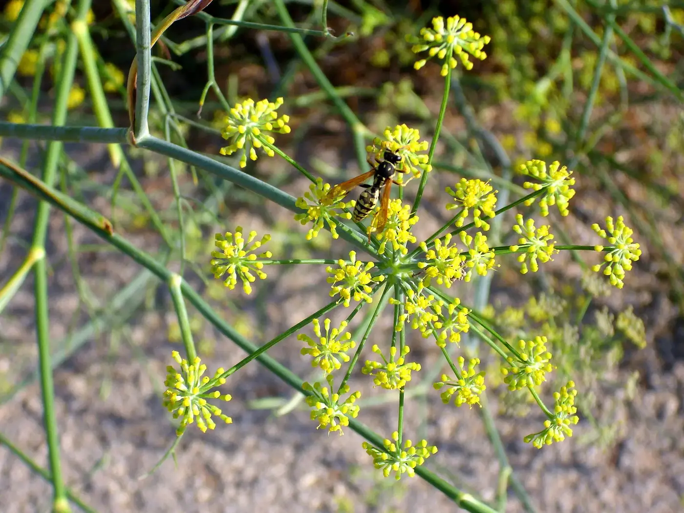 Visual identity of Fennel