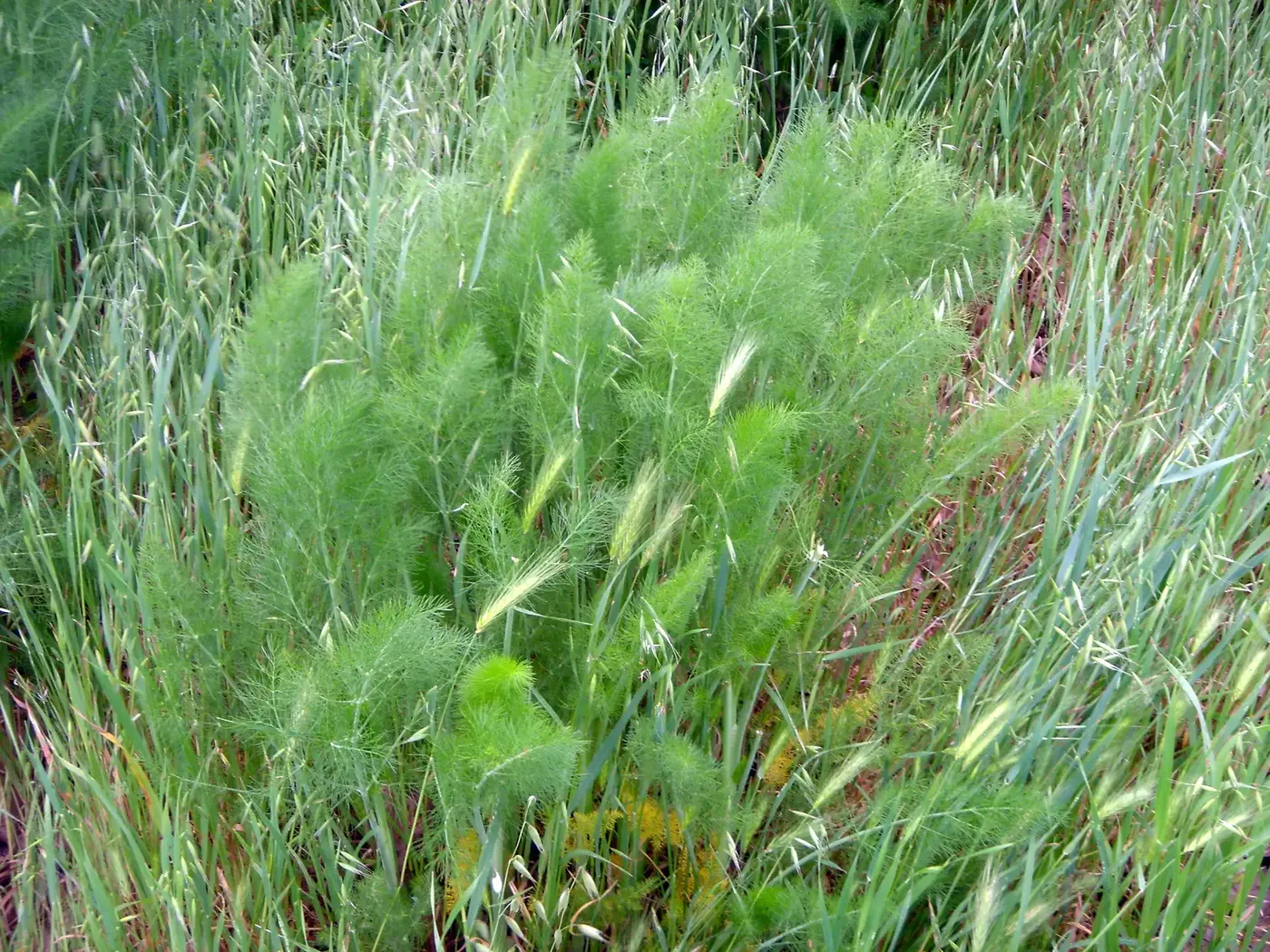 Whole fennel plant with feathery foliage and flowering umbels