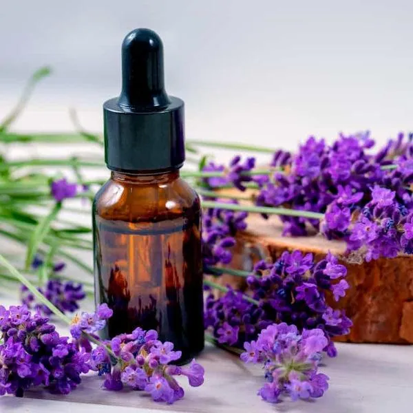 Lavender essential oil bottle with fresh lavender blossoms for aromatherapy and home fragrance